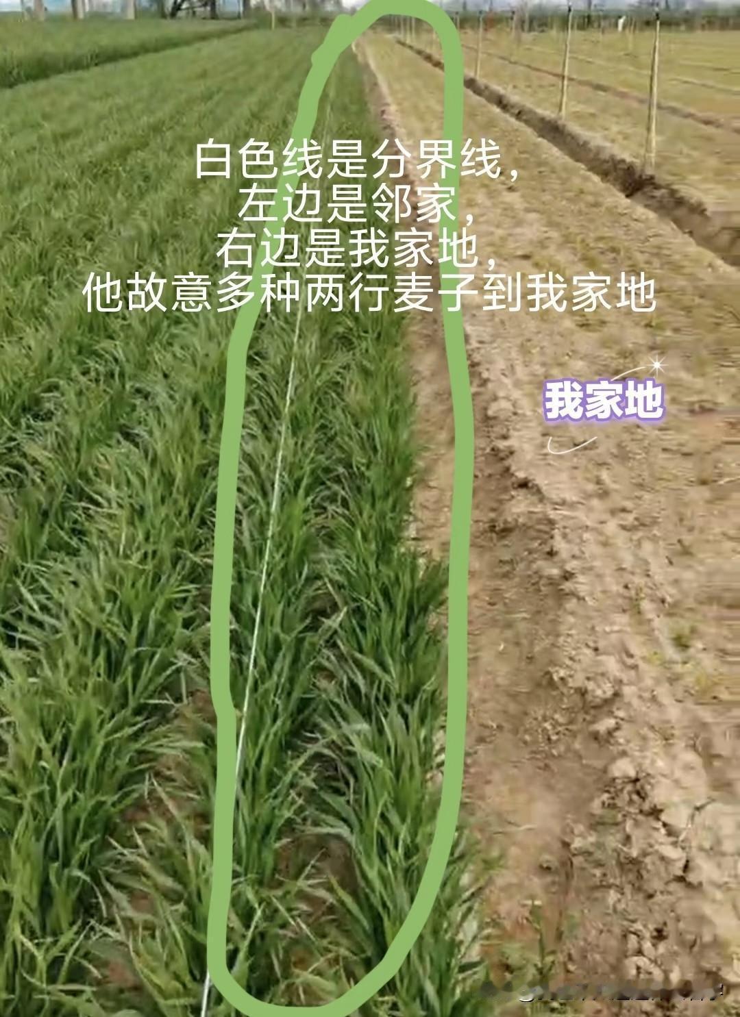 邻家地主人故意多种两行麦子到我家地，找村干部协调，邻家地主人不接电话，不出面处理