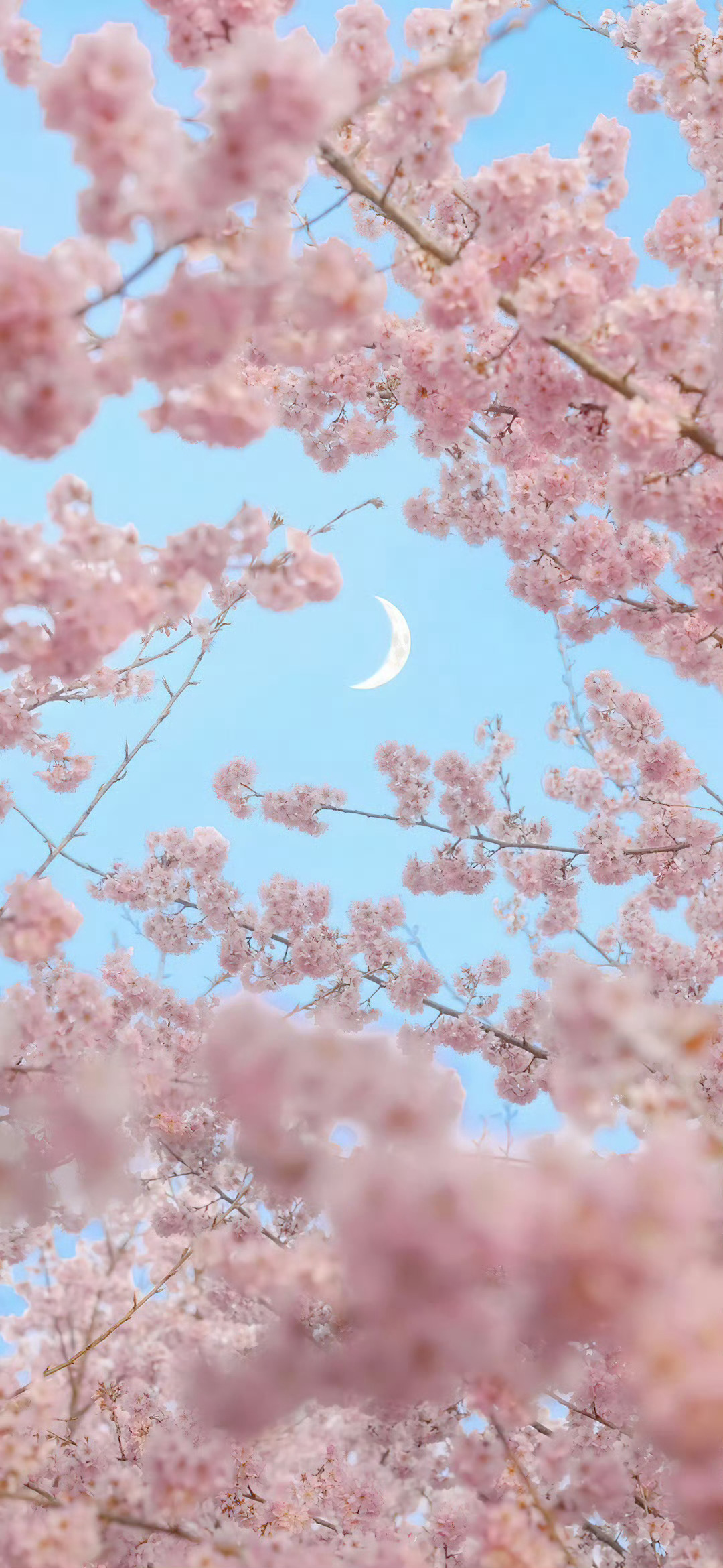 粉色系  手机壁纸 ​​​
