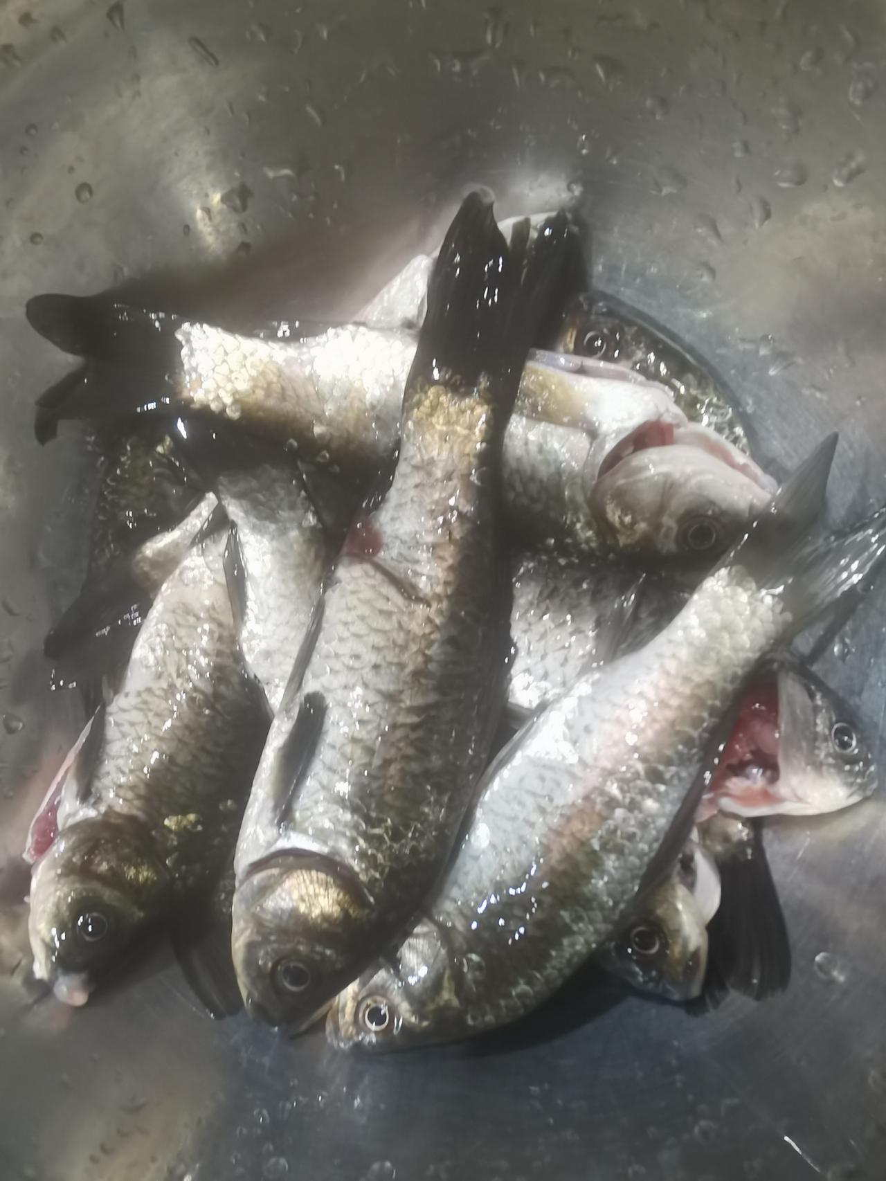 儿子买回来的小鱼，6公5母。炖了。
