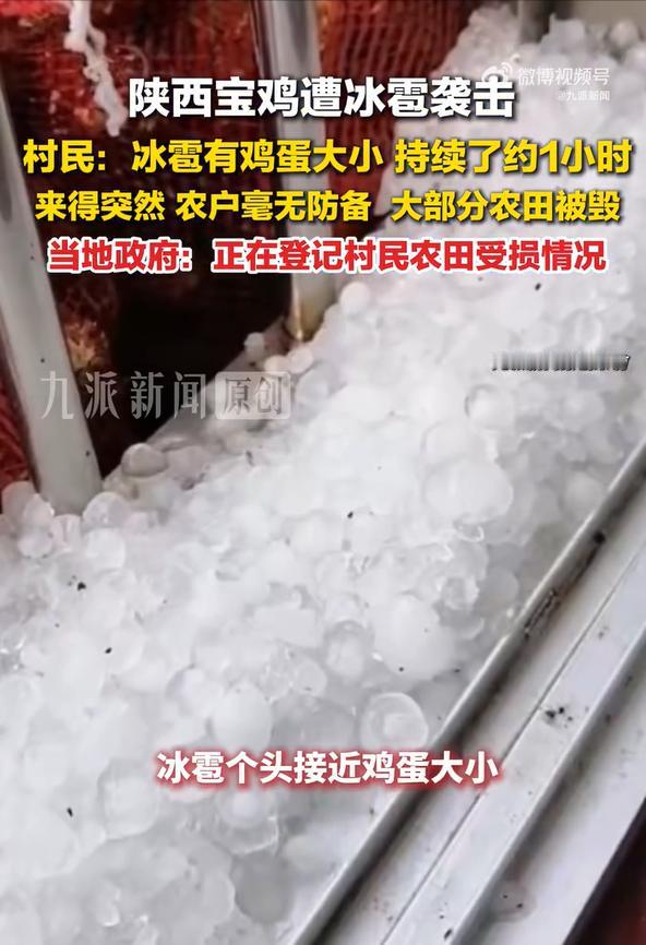 宝鸡遭冰雹袭击村民农田被毁

一小时，鸡蛋大的冰雹，砸在陕西宝鸡的田里，砸在今年