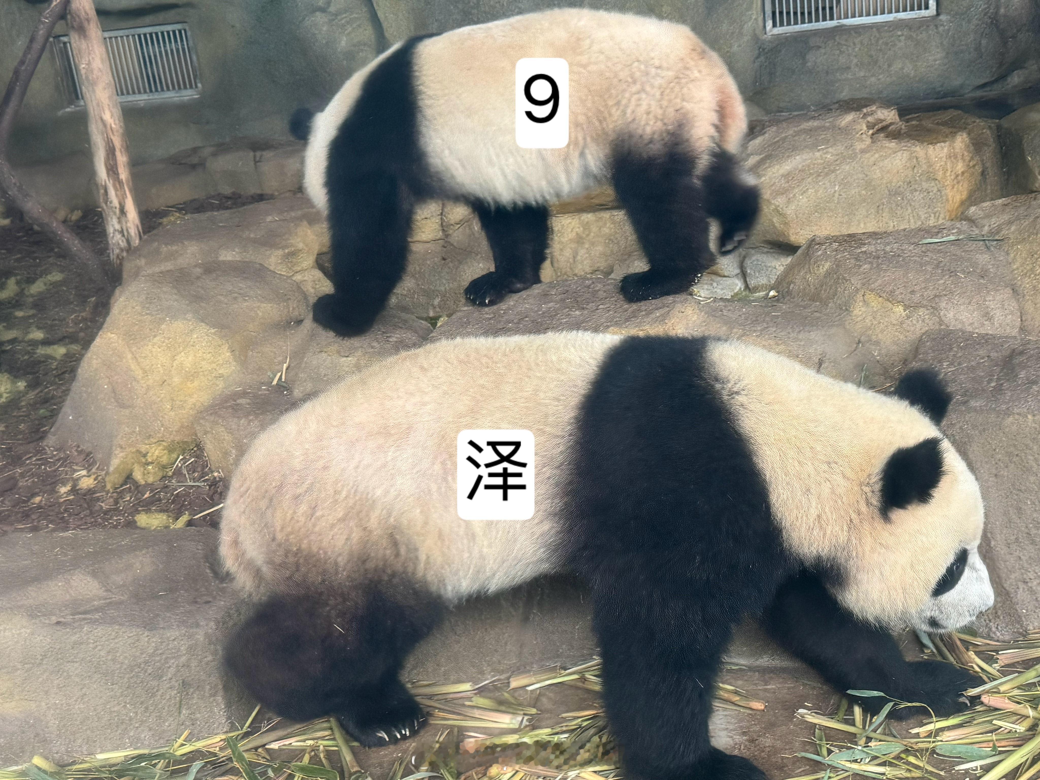 小泽猴：“不要造谣窝只有1米啰”大熊猫润泽润洋