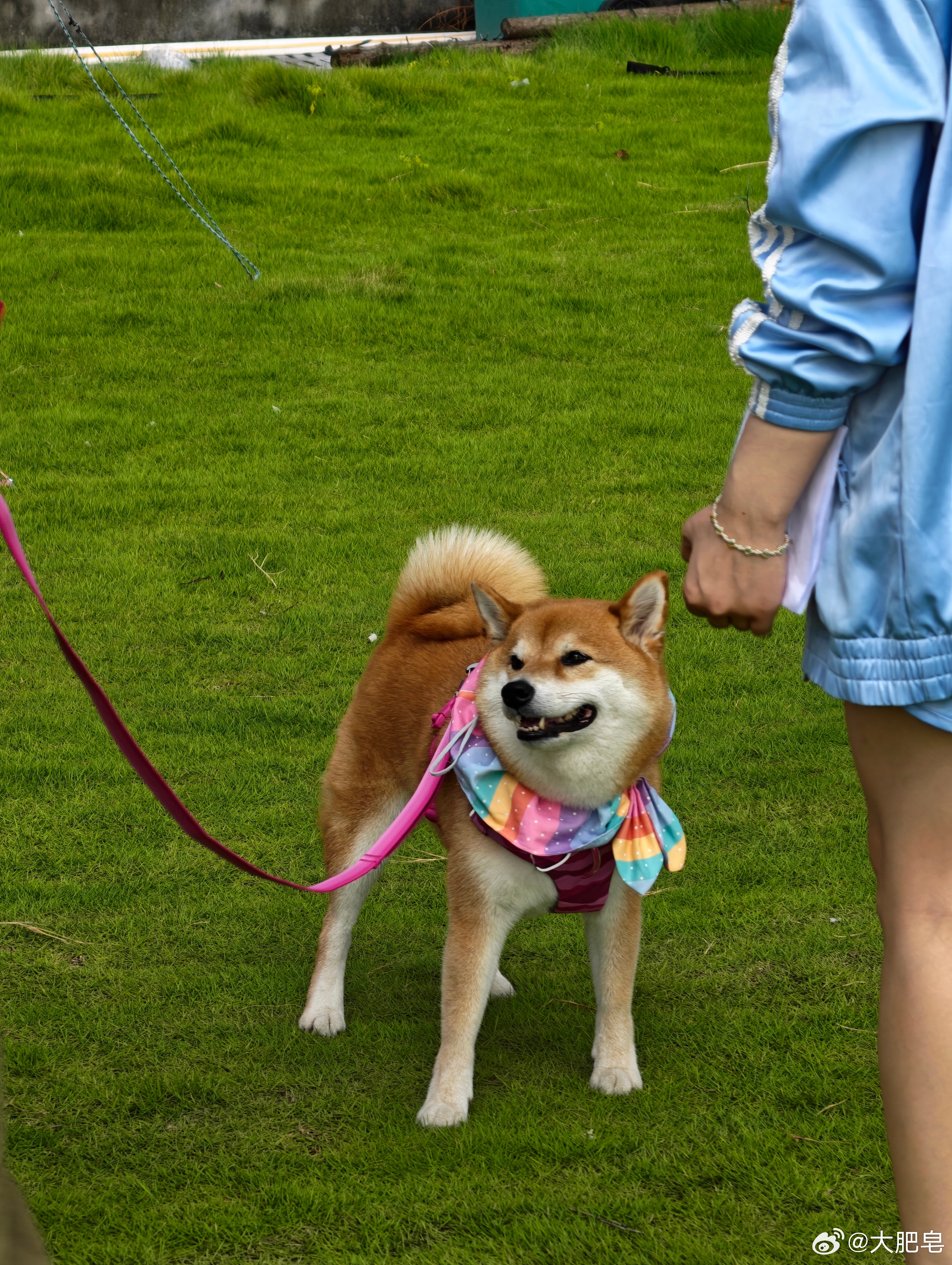虽然但是我心中的网红柴犬最后一位 布 姓选手