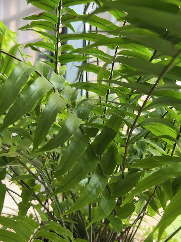 阳台上的波士顿蕨，绿油油的，生机盎然，大自然的味道！
