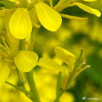✩•‿• 🐝ʜᴀᴠᴇ ᴀ ɢᴏᴏᴅ ᴛɪᴍᴇ🌼♡🌼油菜花花语是：你想要的都