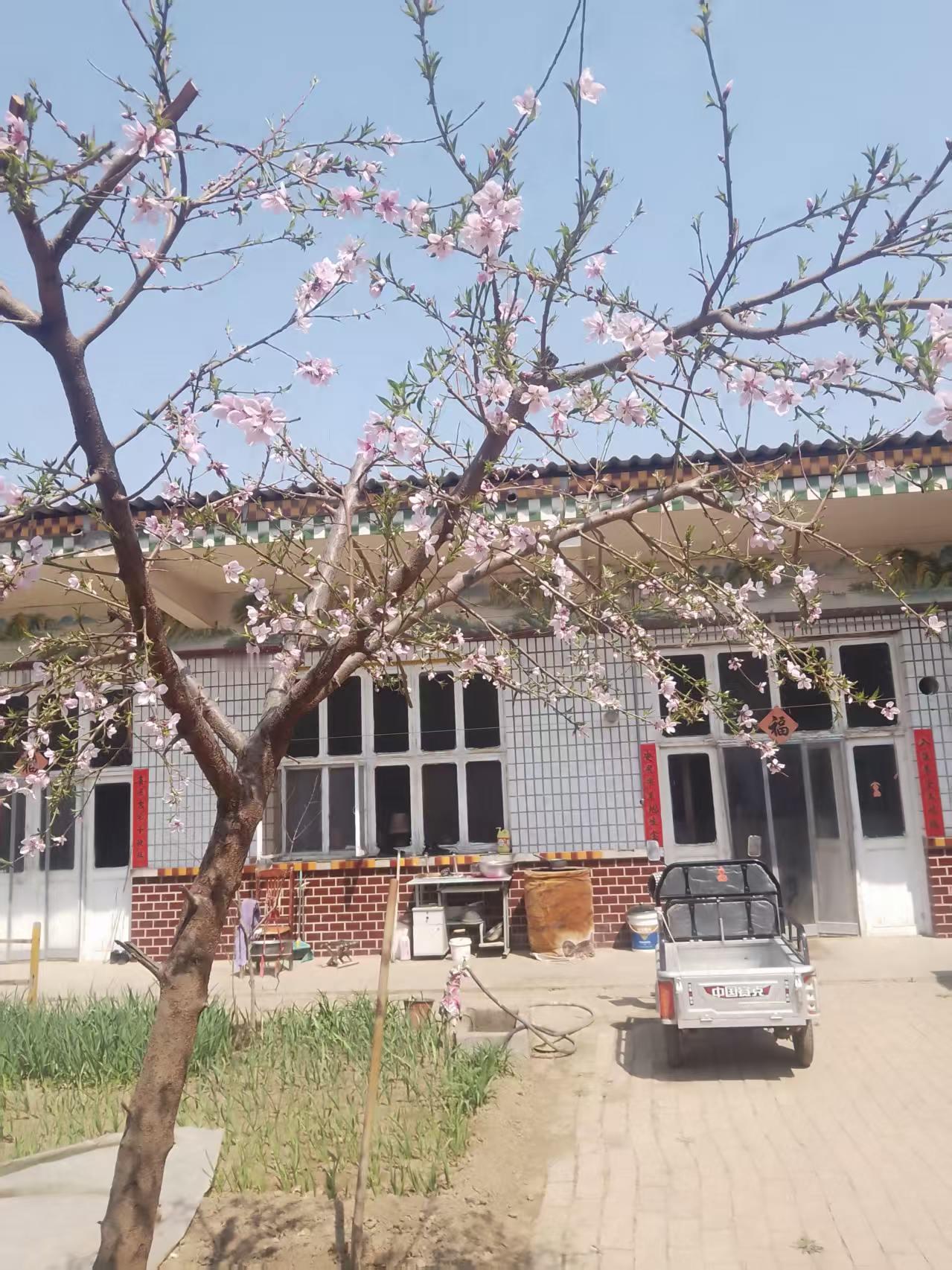 巜五律.小院春望》(押平水韵)
张晓哲
 
寒舍桃花开，心情喜中来。
风轻摇嫩蕊