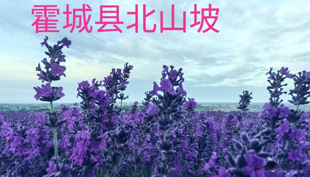 分享随手拍下的花草照片新疆伊犁霍城县北山坡。