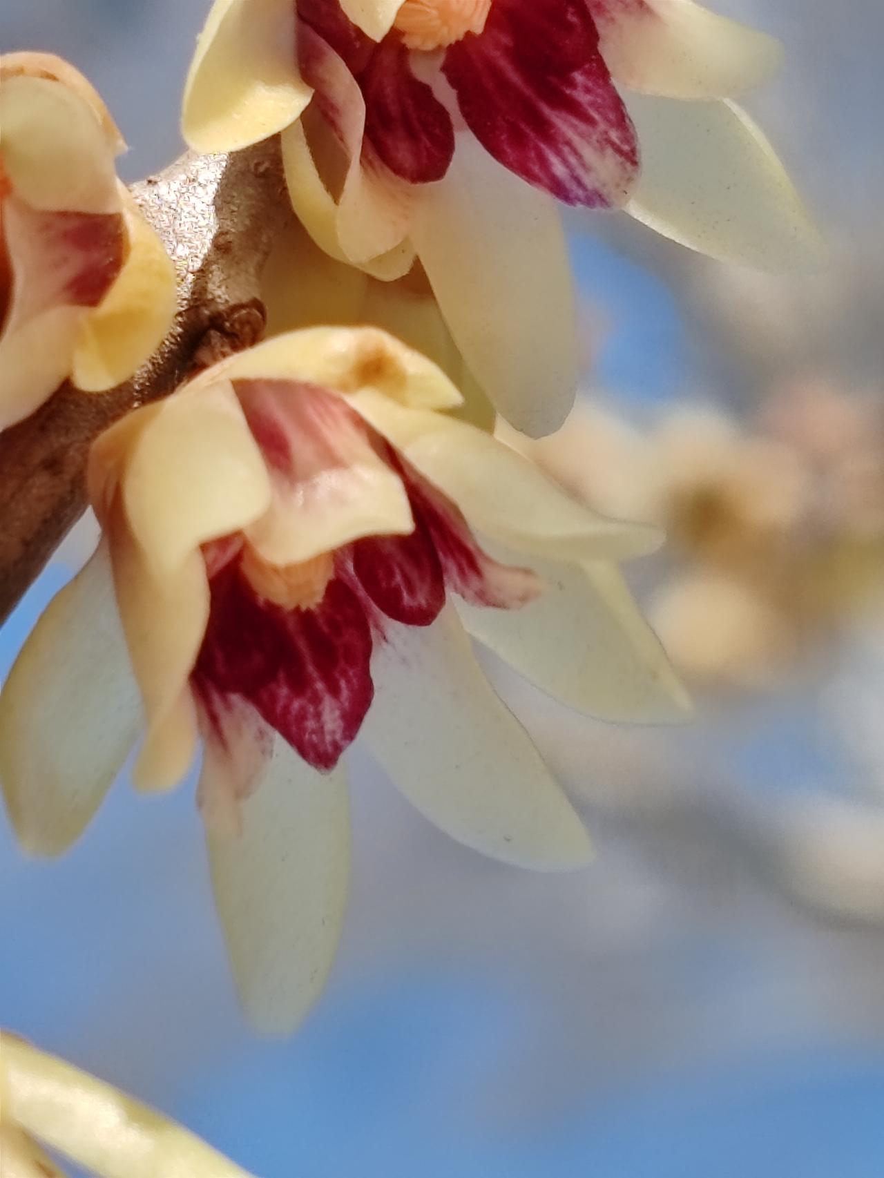 晒图笔记大赛正月赏梅梅更艳。
