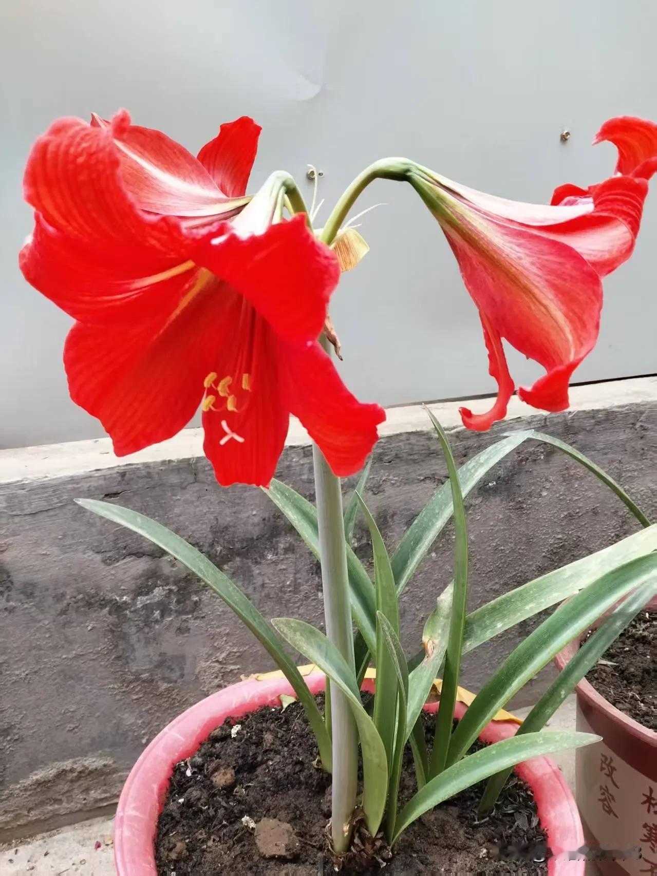 看到这个说是广东名“菜”吧？我作为北方人不收钱我也下不去嘴[泪奔]这些活物吃下肚