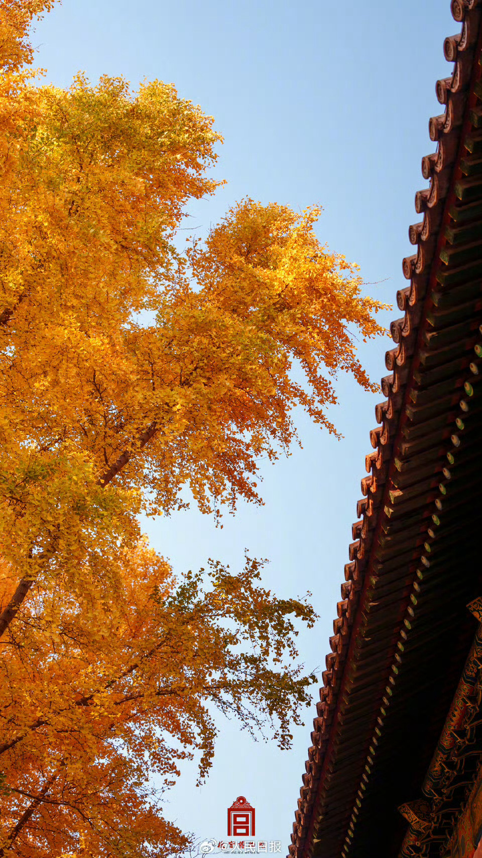 还得是北平的秋天！真出片  ​​​