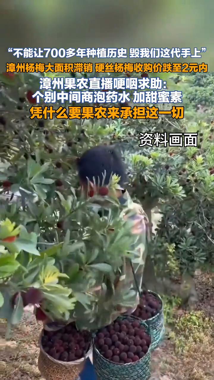 漳州果农直播哽咽求助：个别中间商泡药水加甜蜜素，凭什么要果农来承担这一切？
漳州