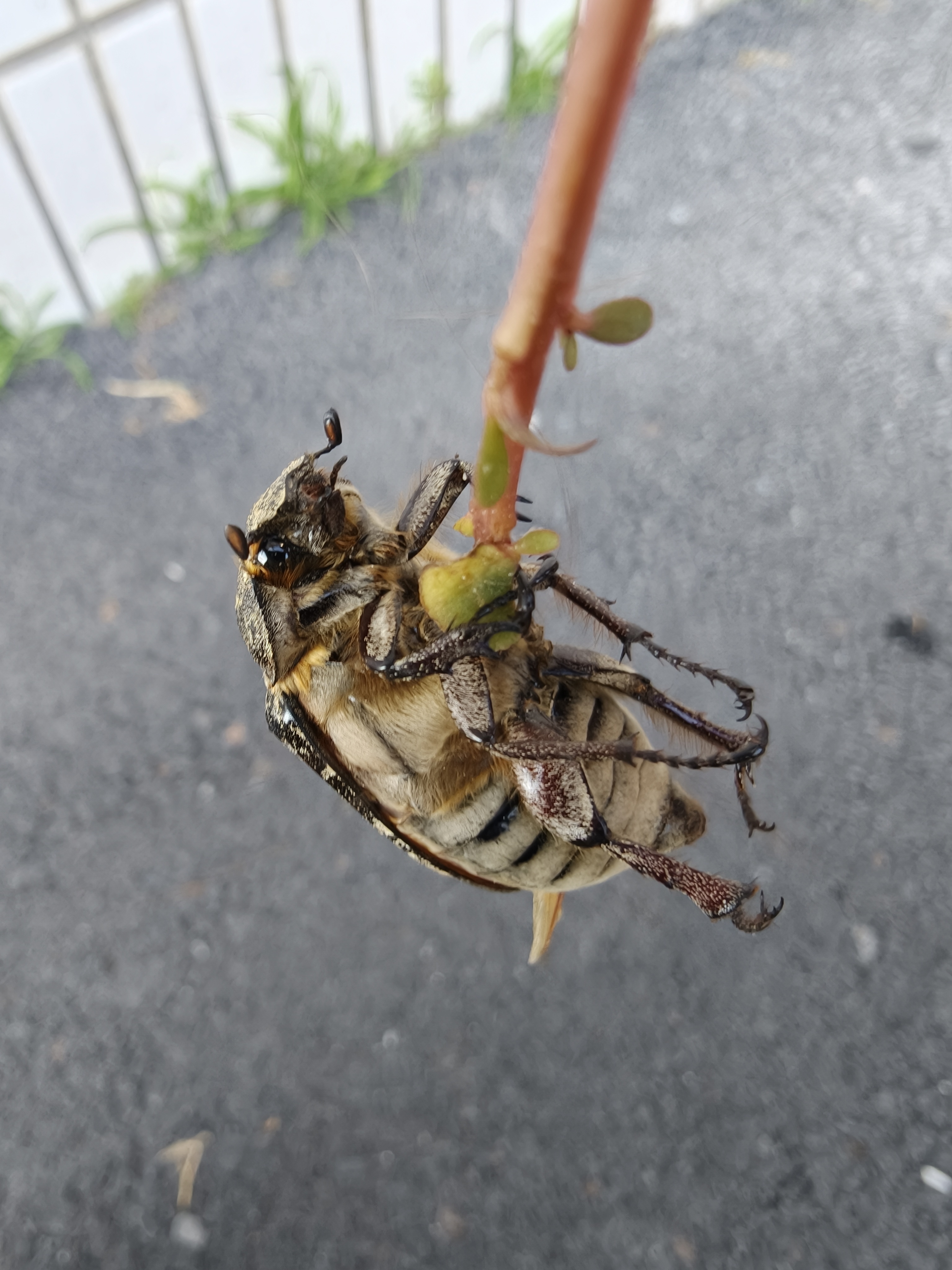 ？oppo好神奇的相机路上碰见这个大虫子有点好奇想拍下来问问是什么品种，结果打开