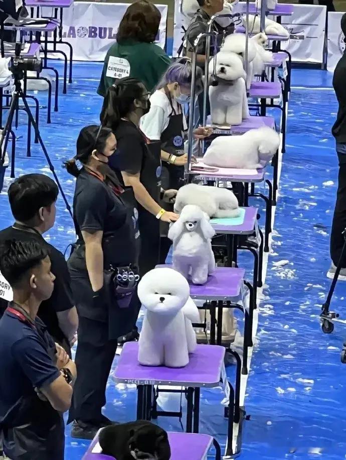 看得出来每一只小狗都不满意！ ​​​