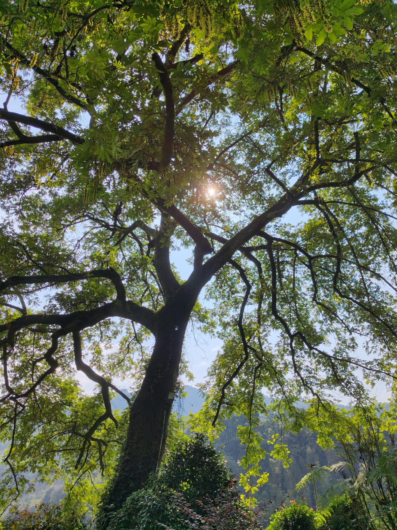 上周去现场看世乒赛预选赛，旁边坐的大哥全程跟着球台节奏喊“杀”，把对面正在发球的