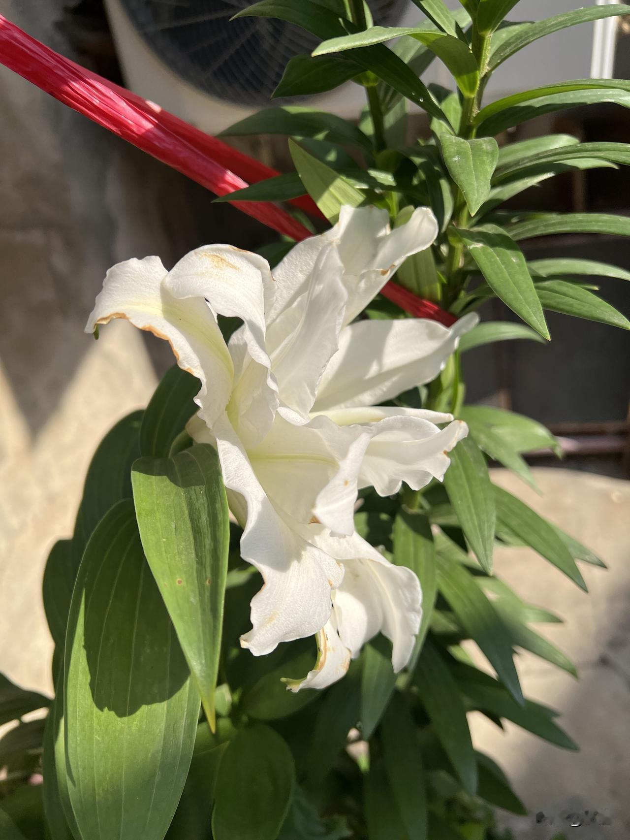 晒图笔记大赛社区內种的花花草草很是宜人，各种花卉。美不胜收。