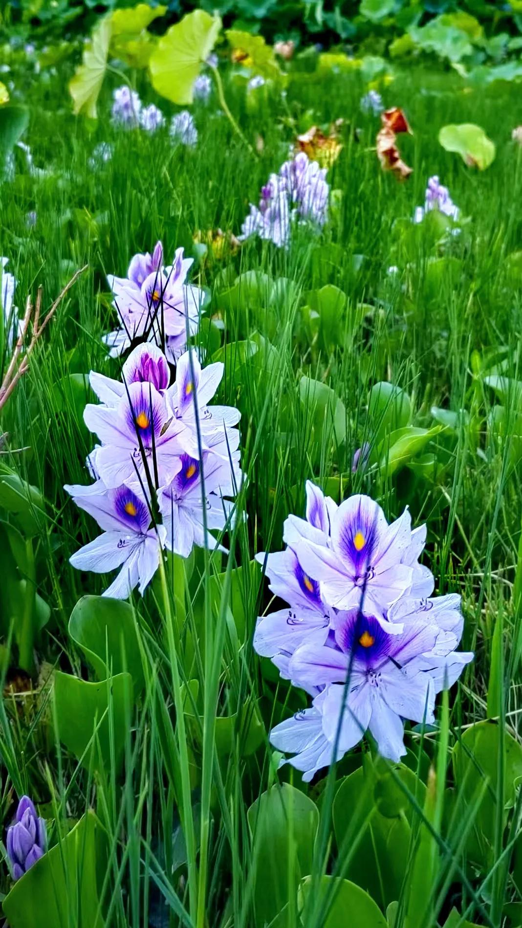#雨中的花,在想什么?#
雨中的花在想阳光明媚