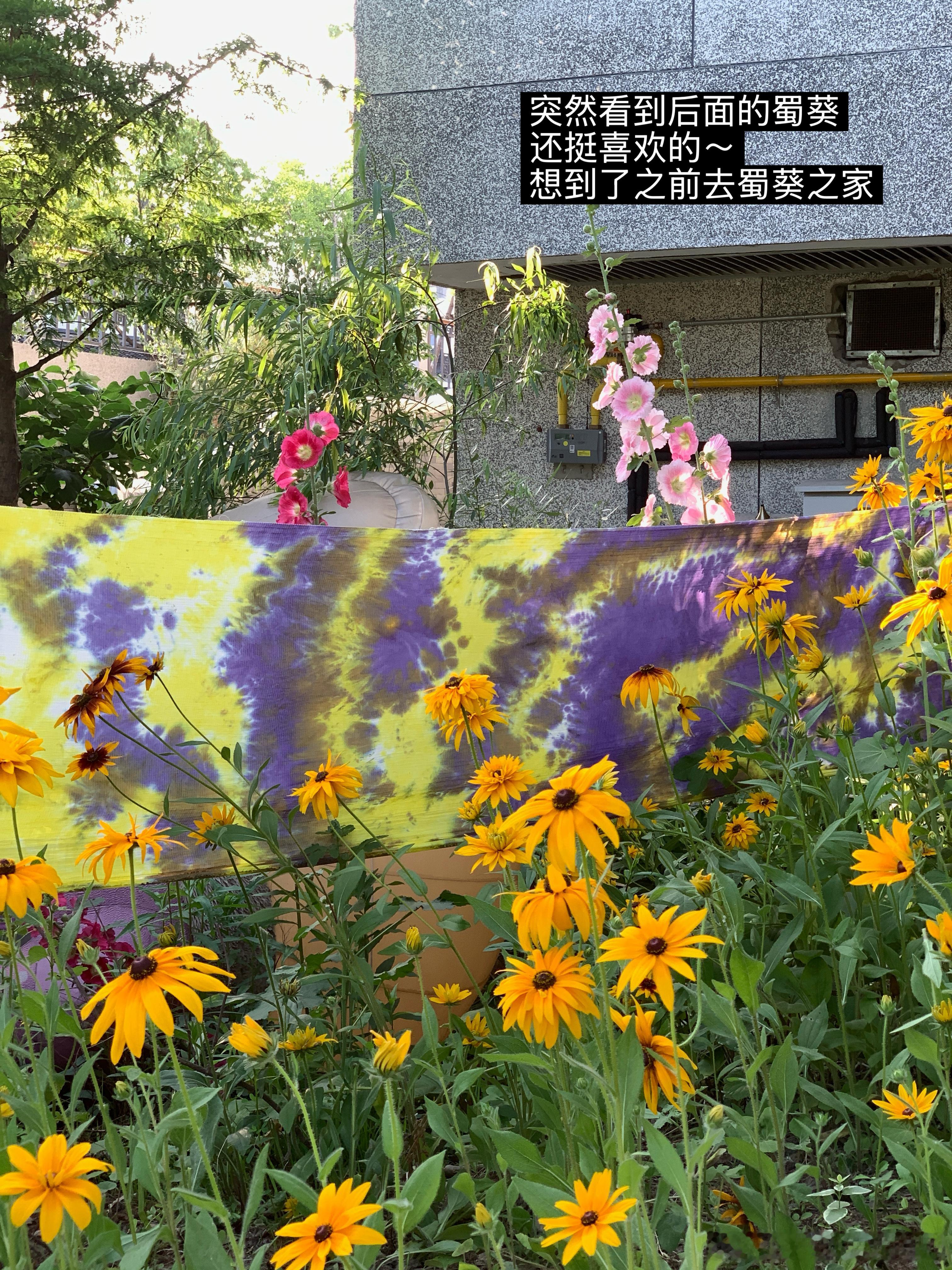 🌷阳光 鲜花 小狗简单但会让人觉得很美好的时刻🐶评论抽3位小姐妹平分300吧