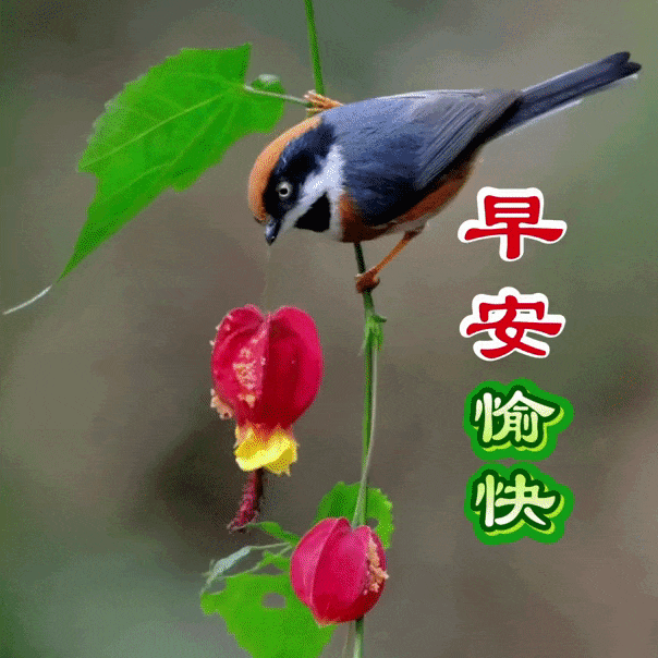 🌤愿大家守住平安，留住健康💮，揣好幸福，拥抱吉祥，接住财气。我把暖心祝福分给