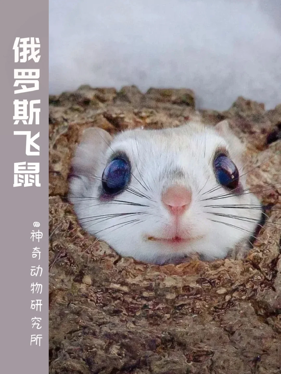 每天了解一种趣味动物👀俄罗斯飞鼠