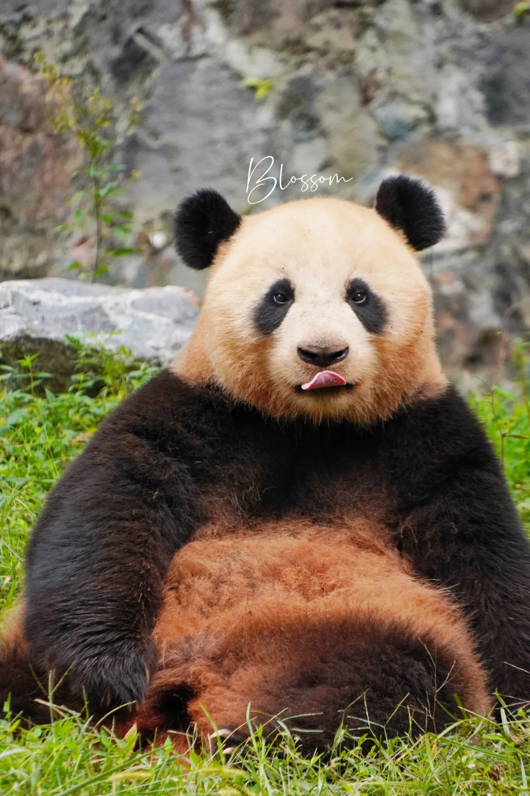 240927 这一家突然就染色了