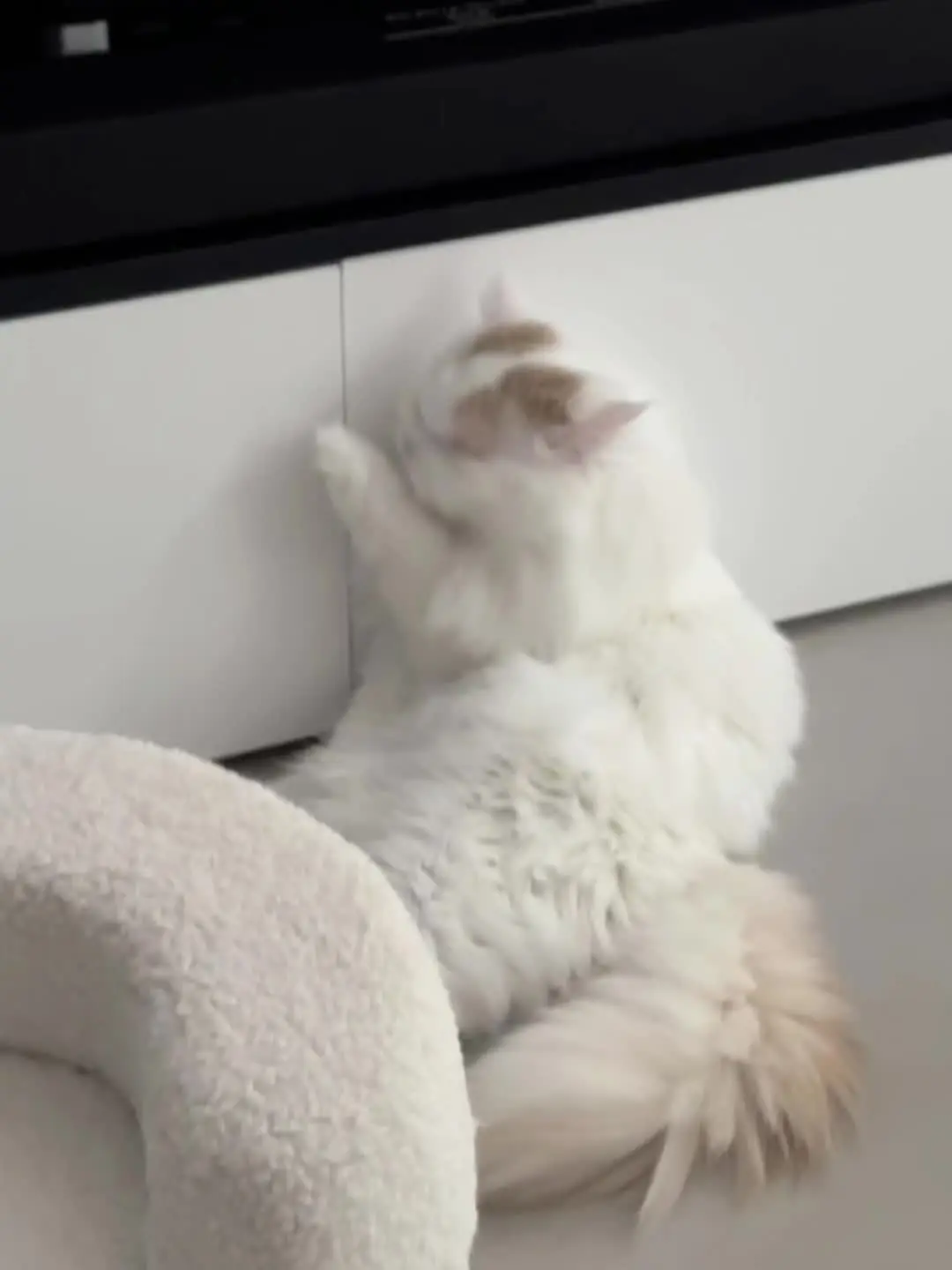 🐱 每次看到他们就觉得 失去家人的痛苦也还能忍受  是他们陪伴走出阴霾
