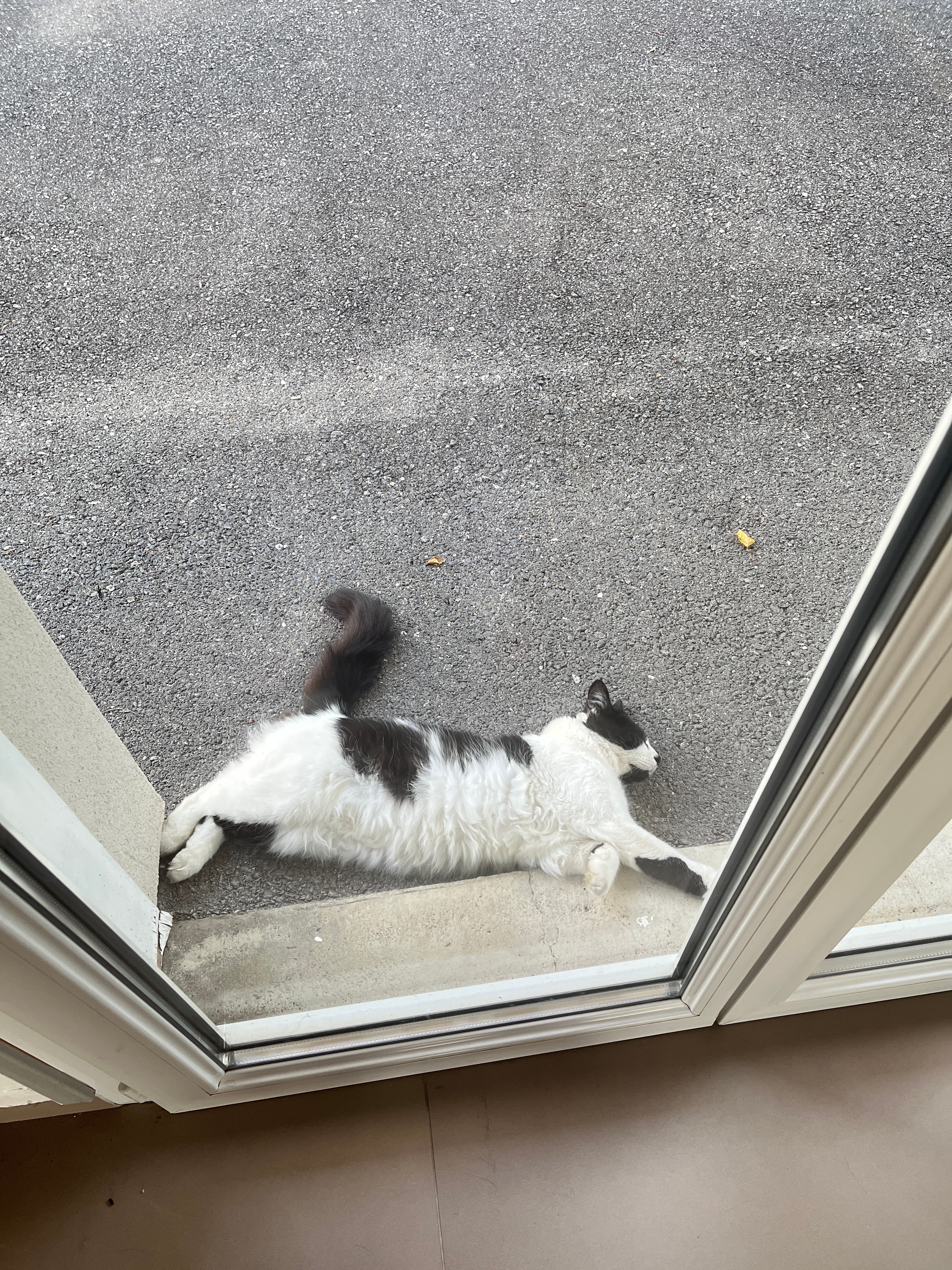 不拿自己当外猫 