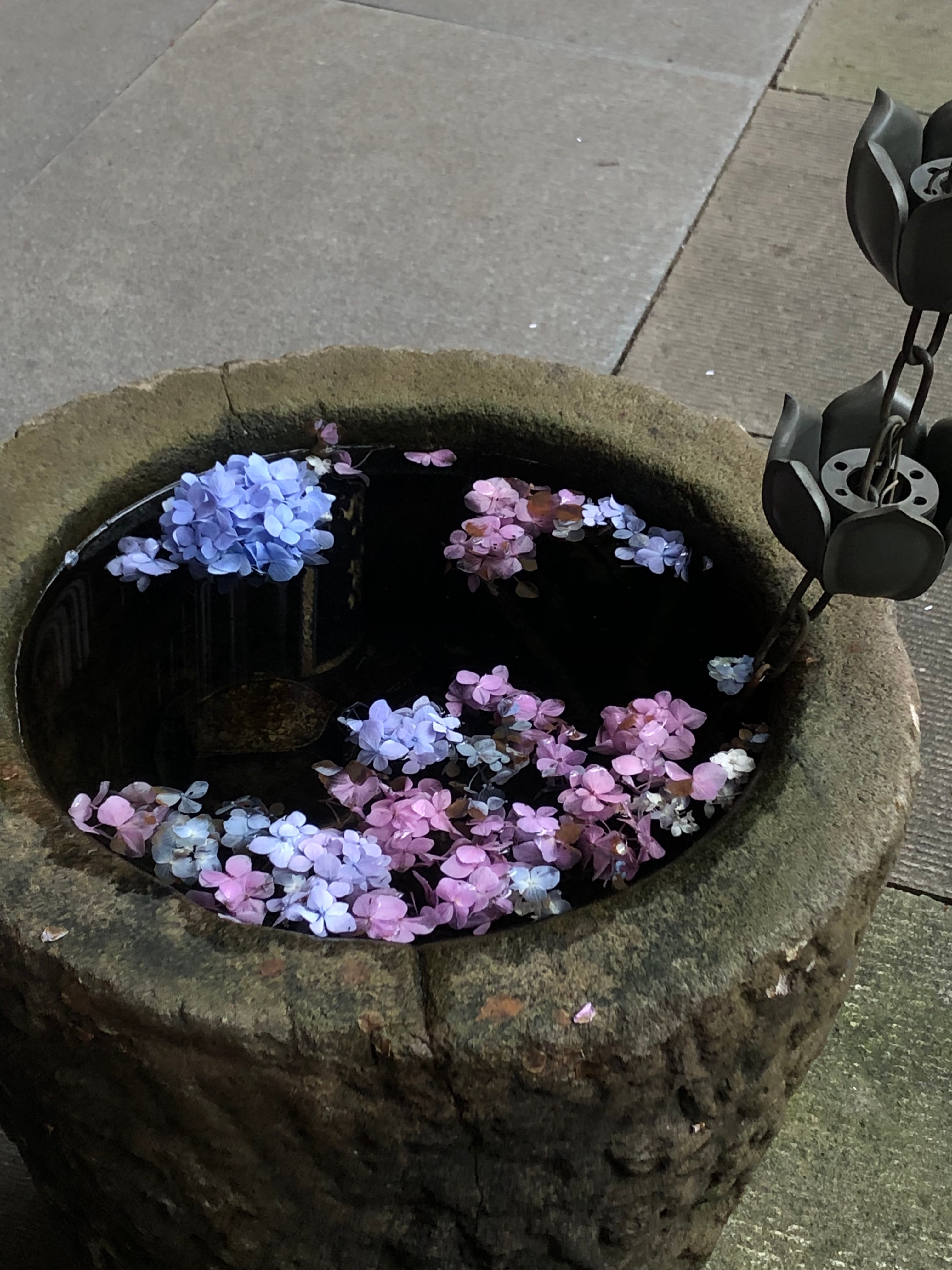 开满绣球花的永福寺好美简直是一个巨大的绿色能量场 