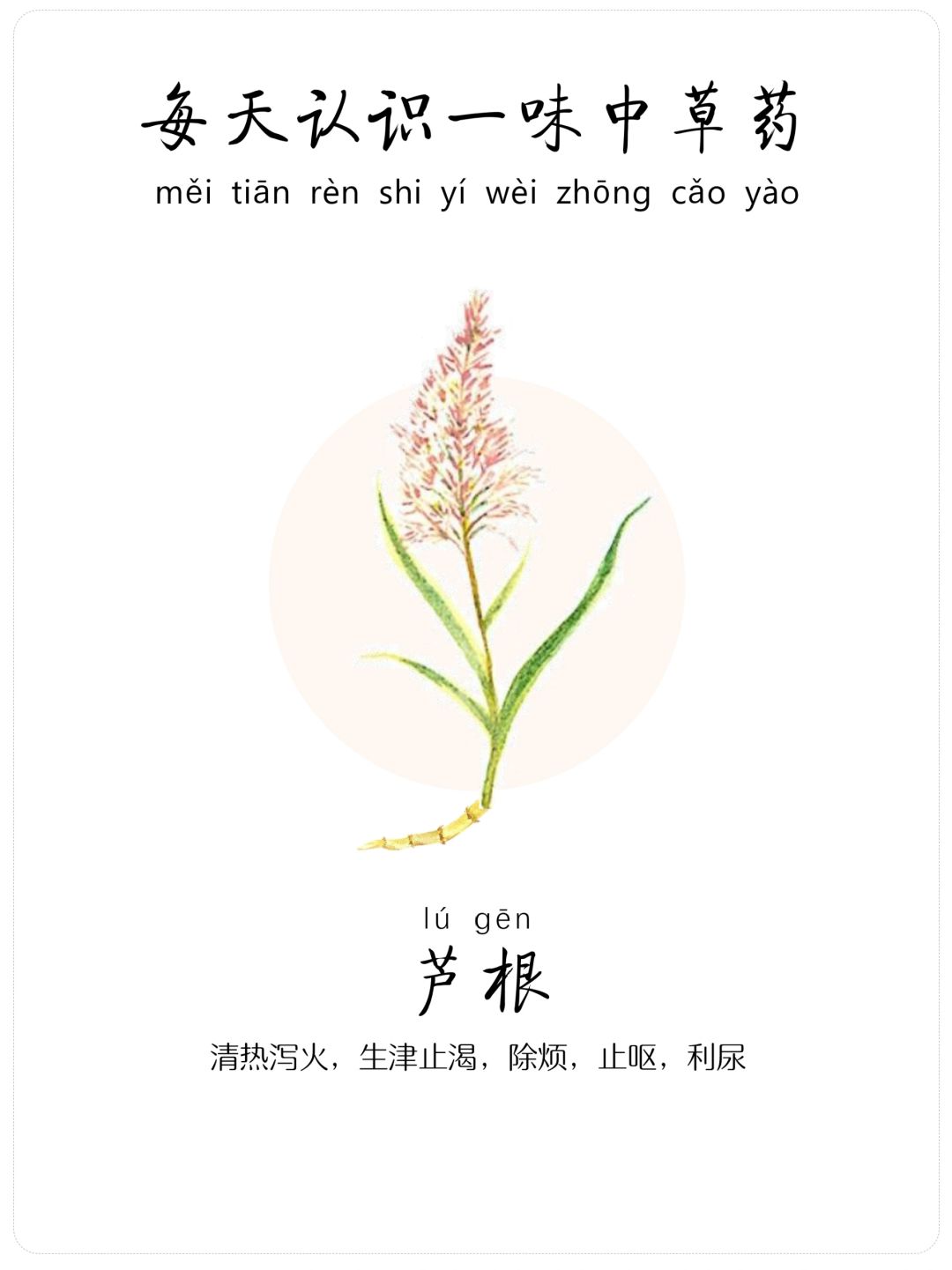 每天认识一味中草药-芦根☘️-生津止渴