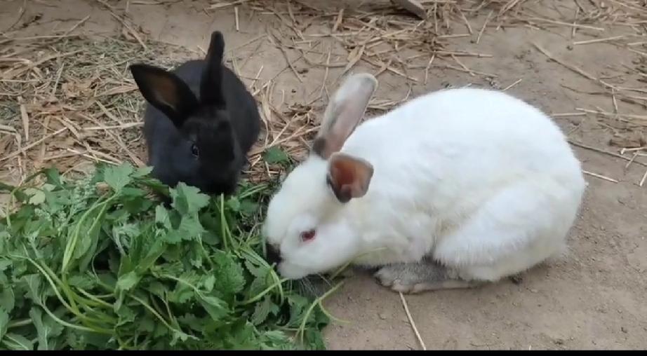 从买兔子到现在总共卖了900元
     花了40元，买了4只小兔，一年后，总数