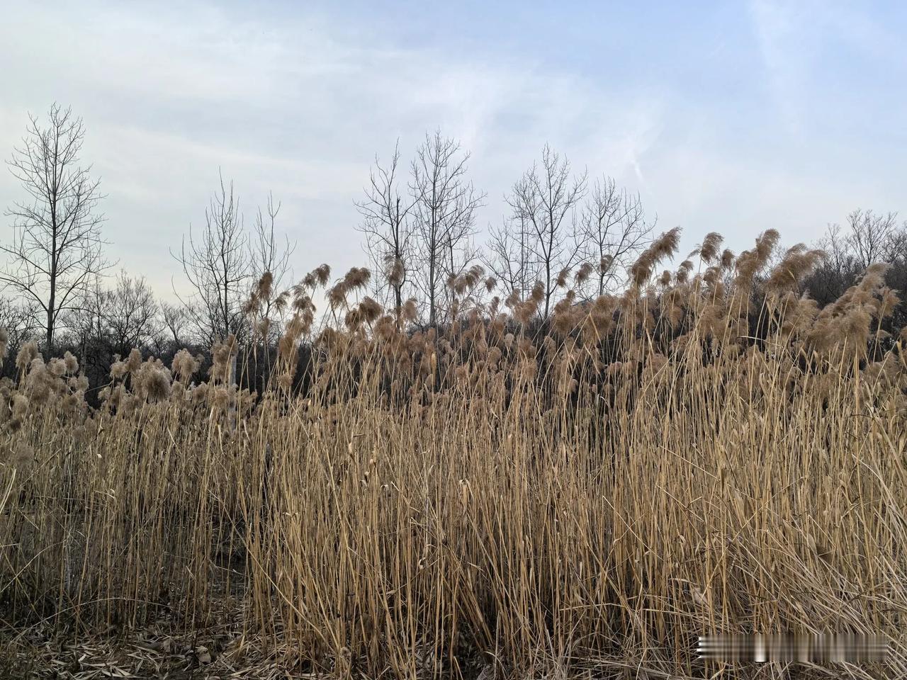 分享一张你最近随手拍的照片吧南京江北新区龙王山郊野公园西侧水塘的苇草荻花。野生植