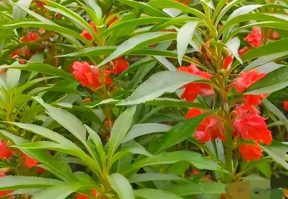 九十年代农村最常见6种花。
这6种花农村家家户户房前屋后都种植，种一次后就自然繁