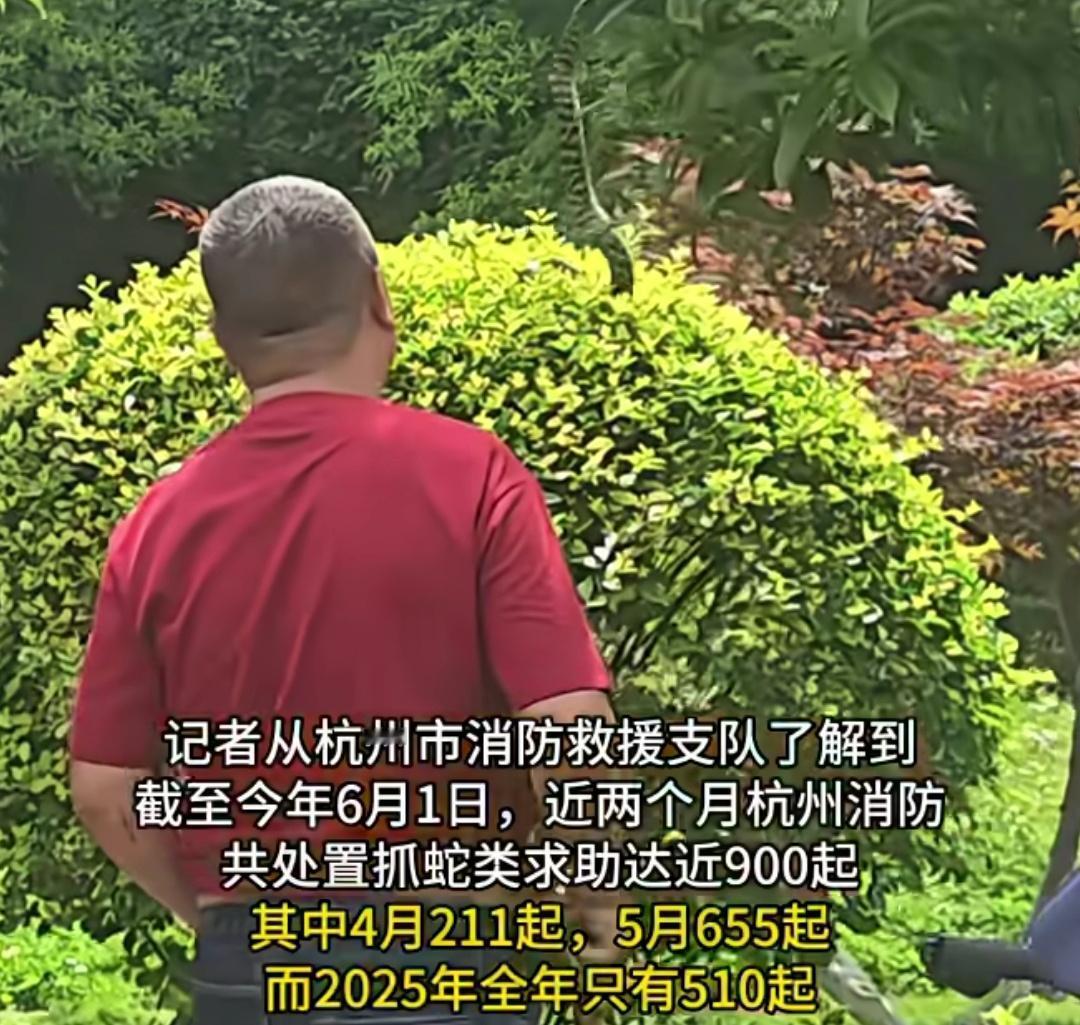 杭州蛇出没创5年新高，近2月消防抓蛇多达900起，一居民家中3天抓了3条眼镜蛇。