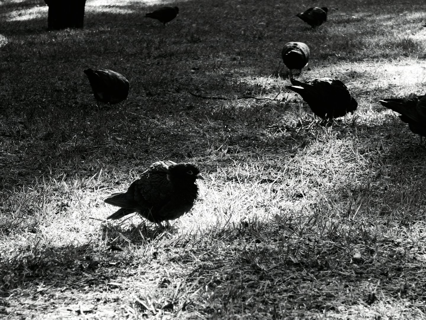 黑鸽🕊光里的黑鸽子，去掉色彩，只有深邃的黑白#万物有灵# ​​​