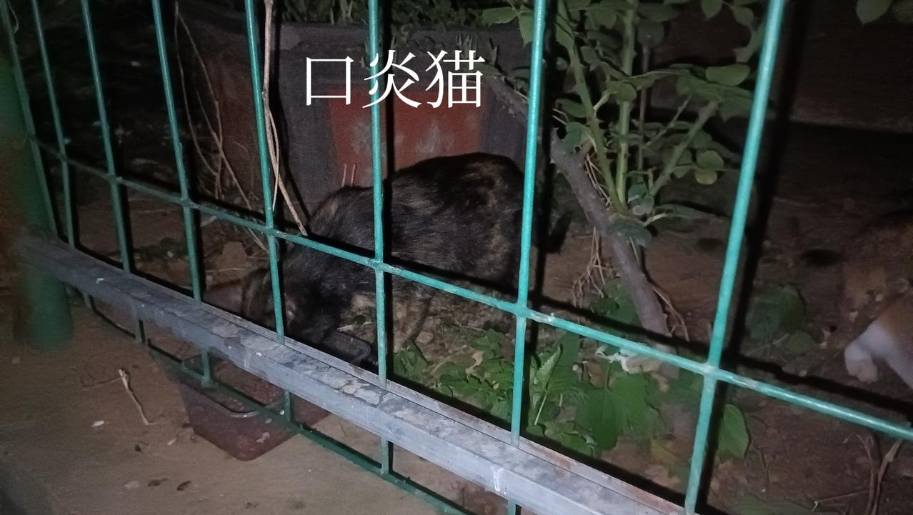 车棚顶上的流浪猫也终于知道下来垃圾站吃东西了，我给那只口炎猫单独准备了拌药的罐头
