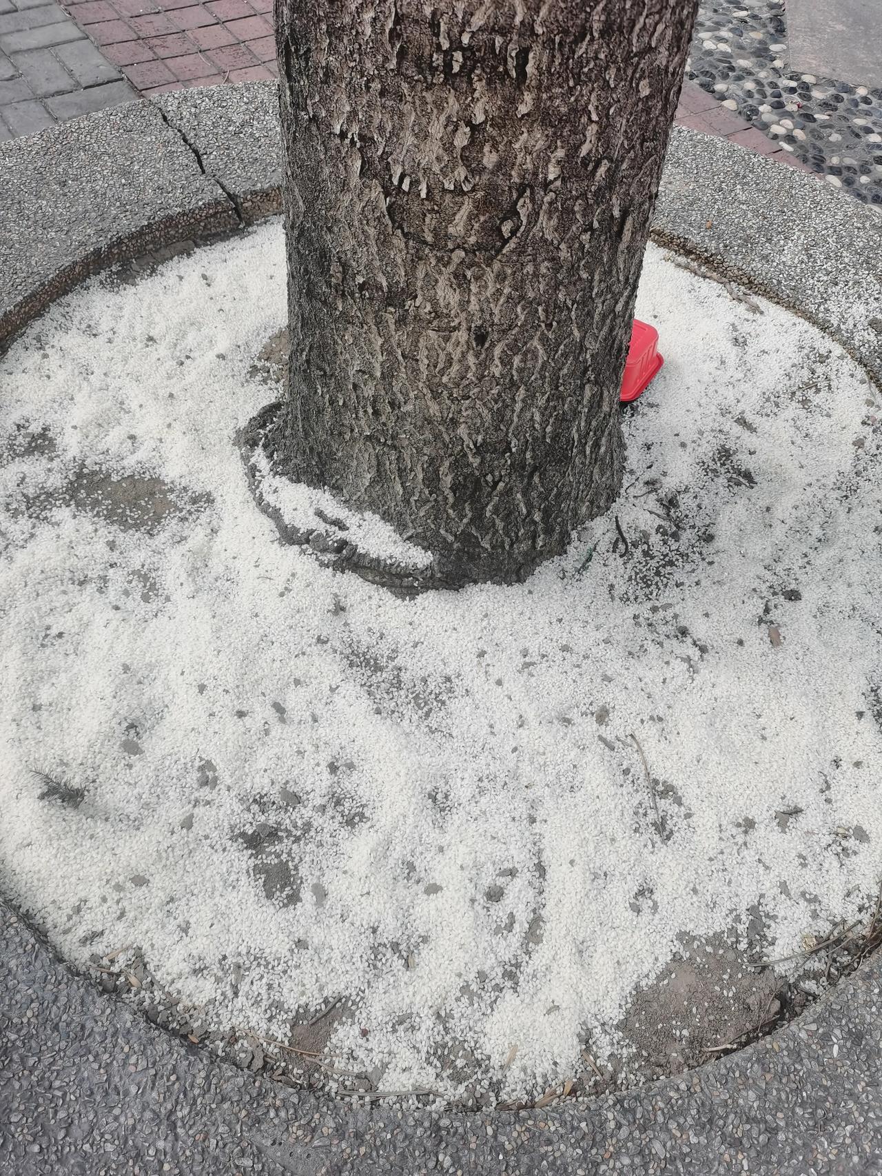 今天去拜访客户，回来时在门口看见树底下白花花的，以为是没化的雪，走进一看，原来是