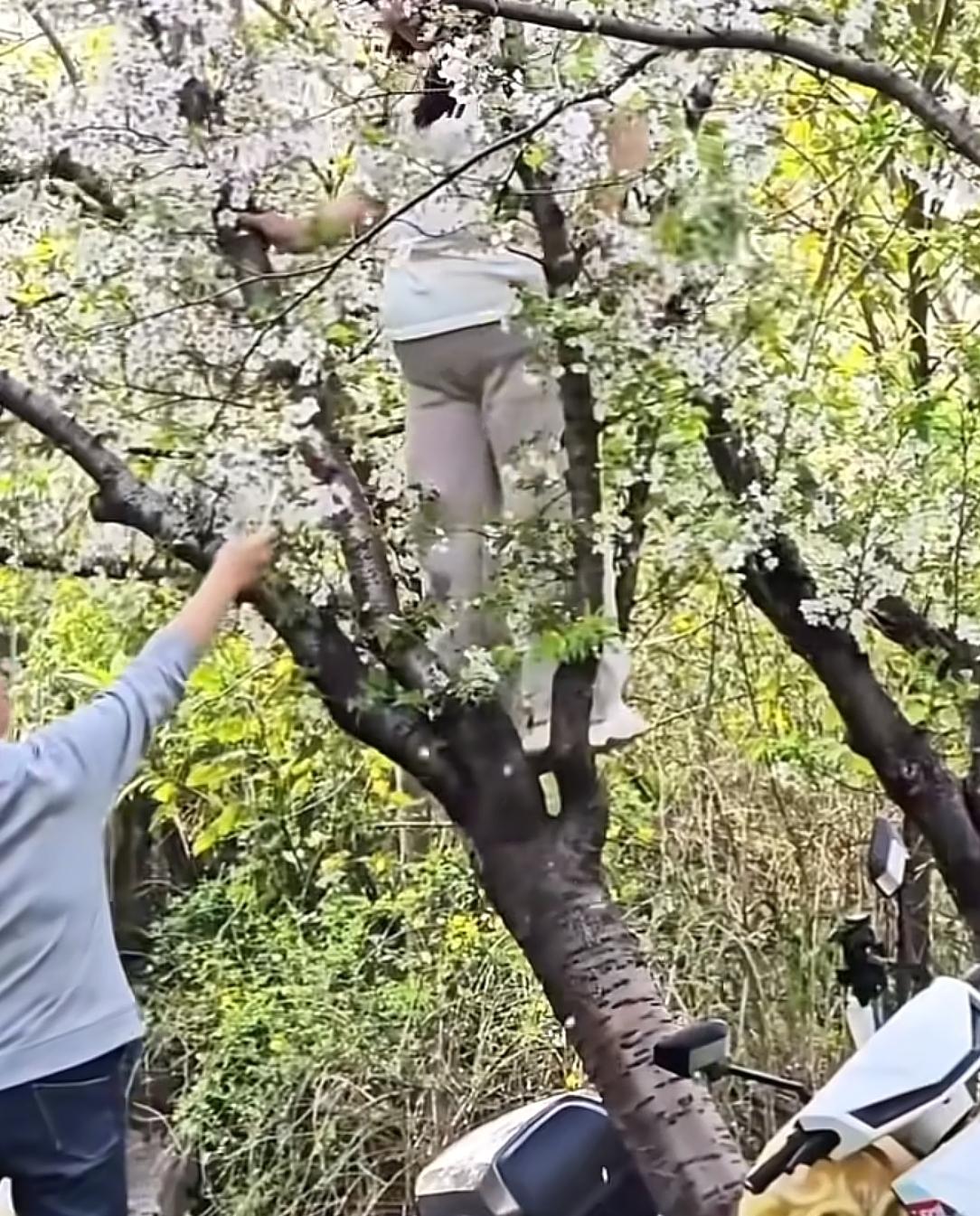 女子爬樱花树拍照
没想到樱花树“不堪重妇”
直接被连根拔起...
咱就说，爬树前
