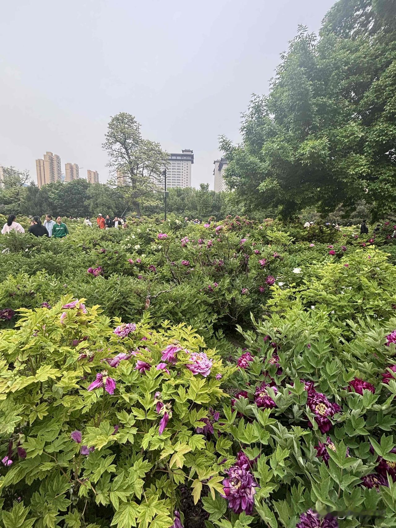 自古以来，牡丹便是百花之王，千年诗词里，藏尽它倾城风骨与绝世芳华。刘禹锡写下唯有