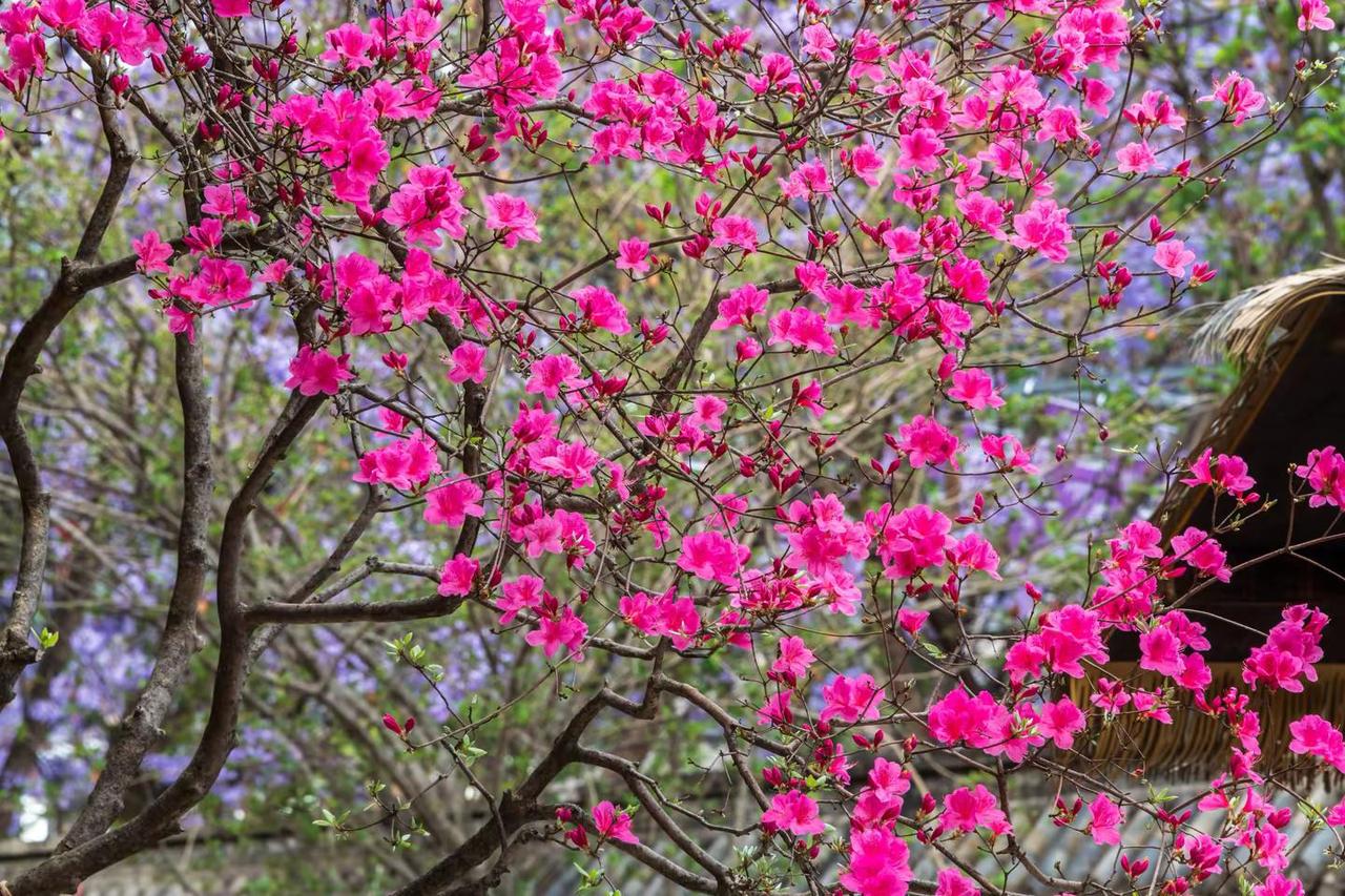 西昌大石板古村。西昌大石板古村