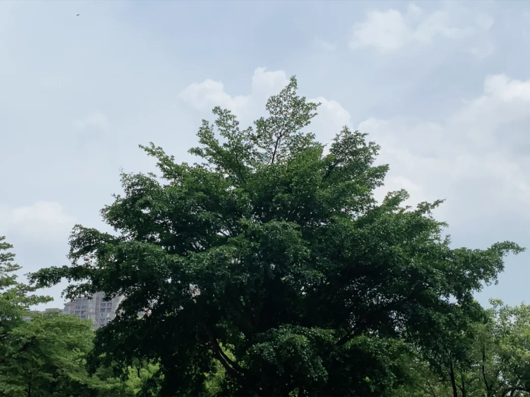 重庆的天气，太舒服了