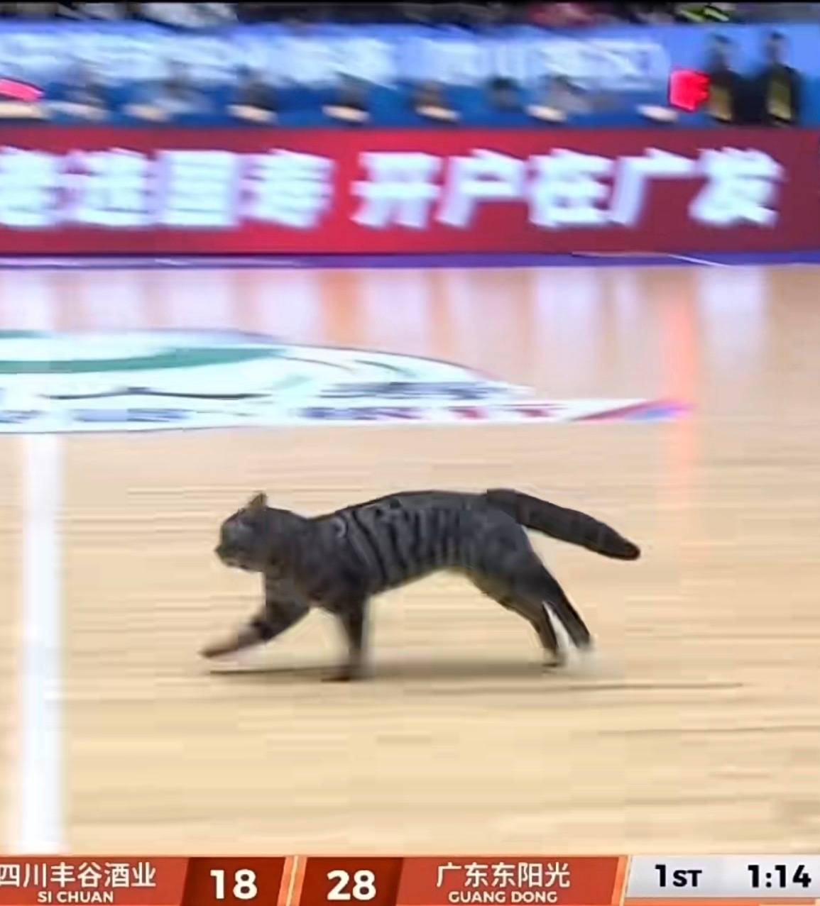 一晚上比赛切片没怎么刷着，全是萌宠视频怎么回事… 