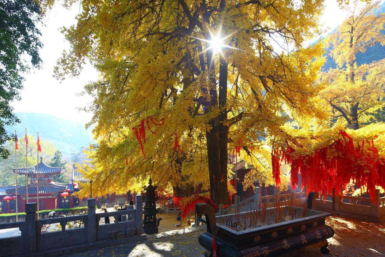 赏千年银杏有感。灵泉古刹，隅倚秋光，有杏千龄，冠覆梵堂。初临霜序，尽褪葱苍：叶裁