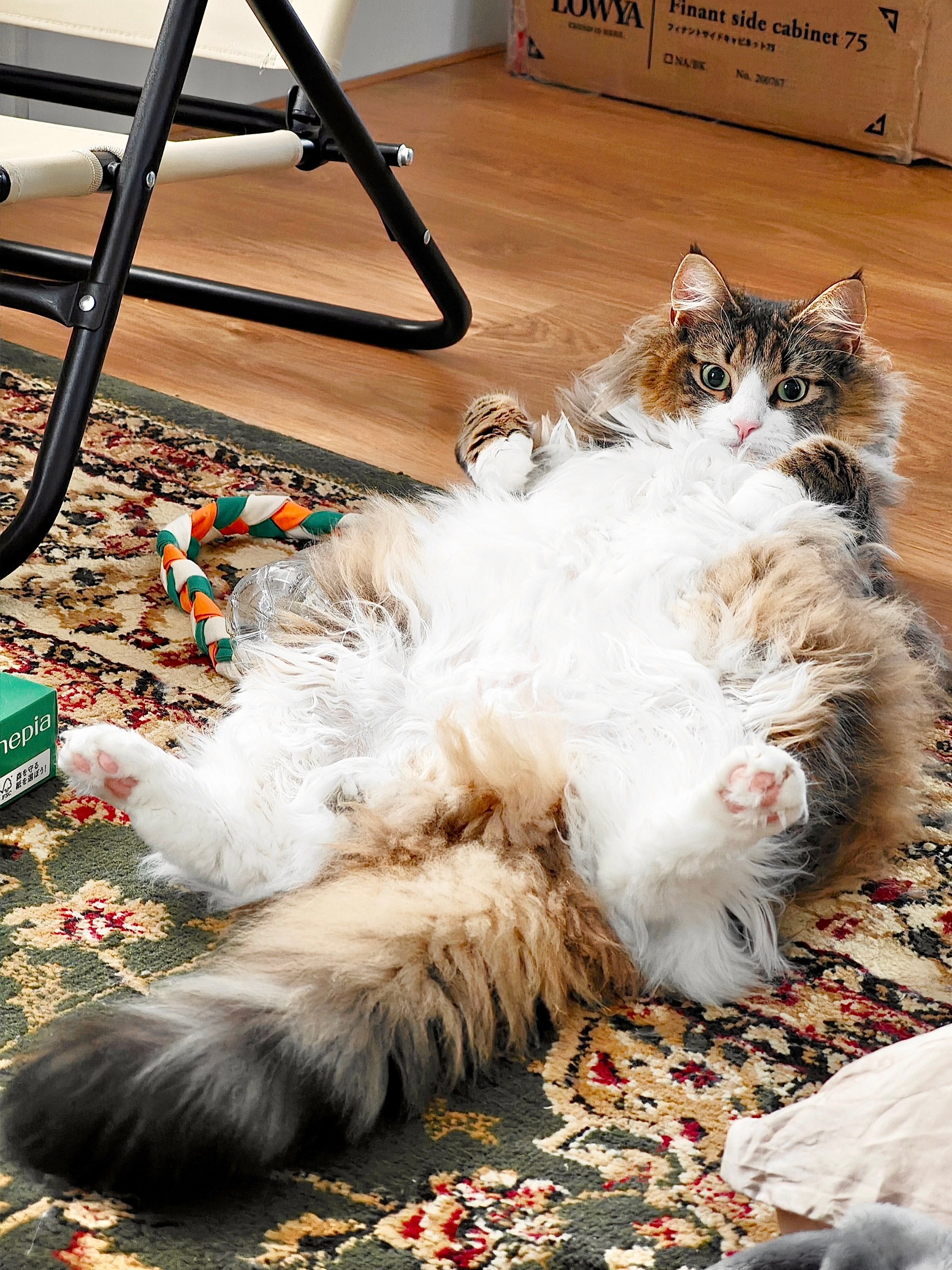 挪威森林猫 Duang大一只而不自知经常找人撒娇的金刚芭比这只挪森给家里的布偶都