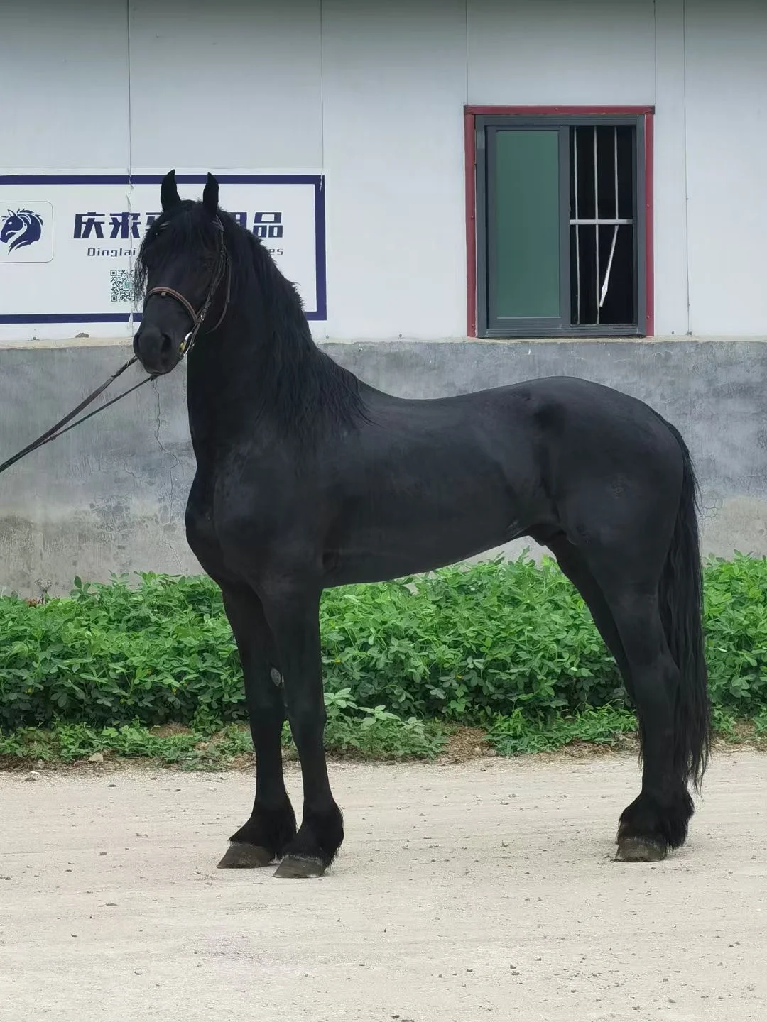 好马出售