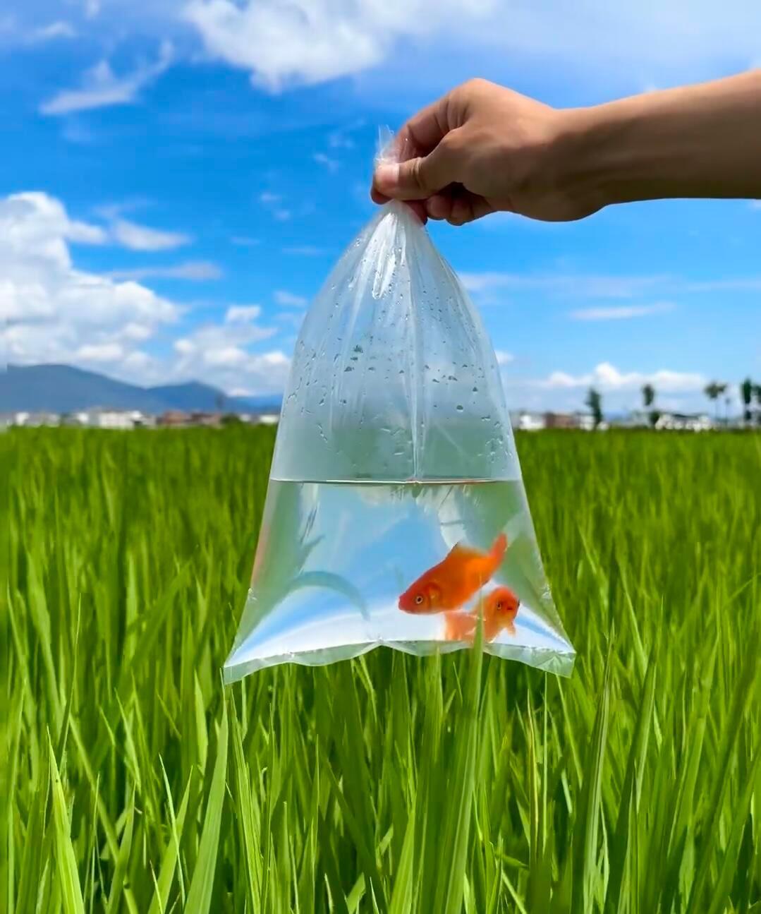 老家可以治愈一切不开心 