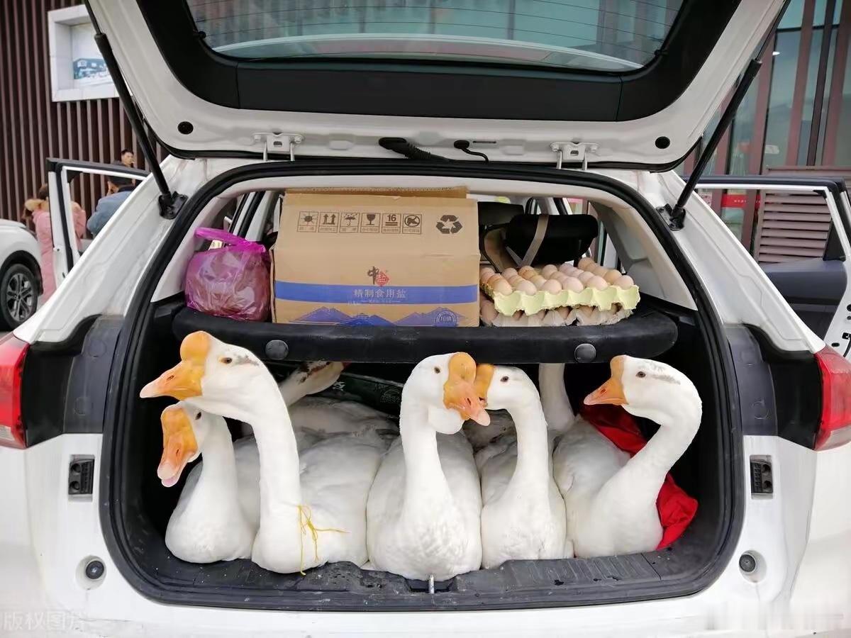 本周末下周末将迎两次春运自驾高峰每年春运大堵车但还是挡不住大家归家的热情自驾回家