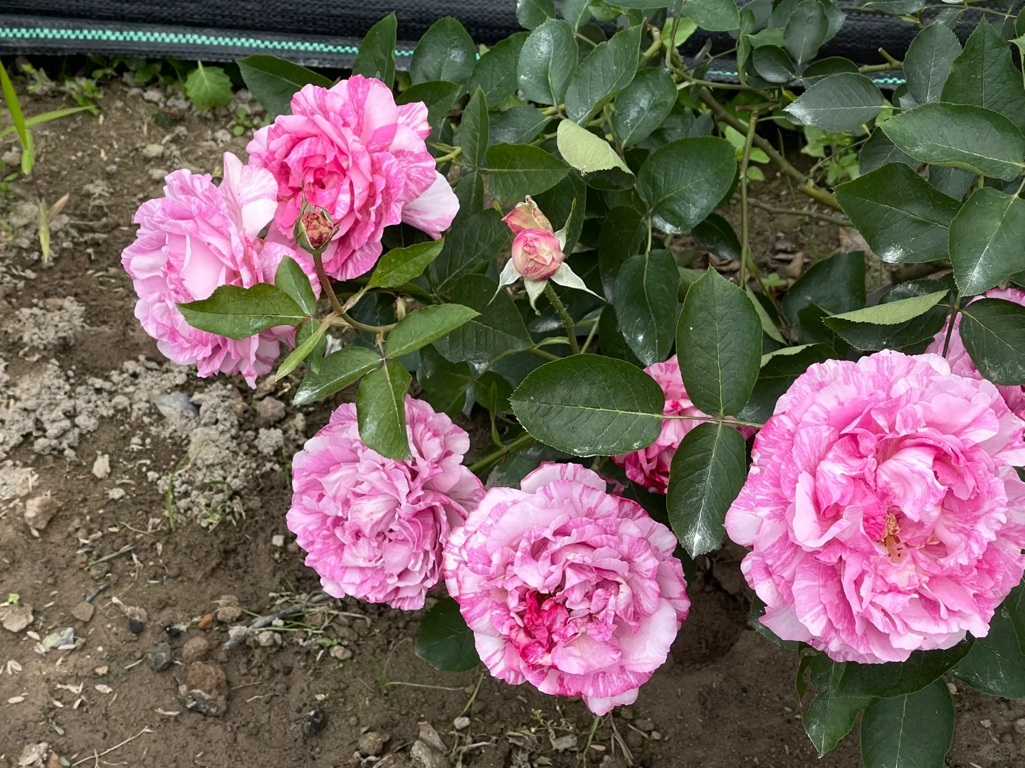 不下雨伊芙就开挂