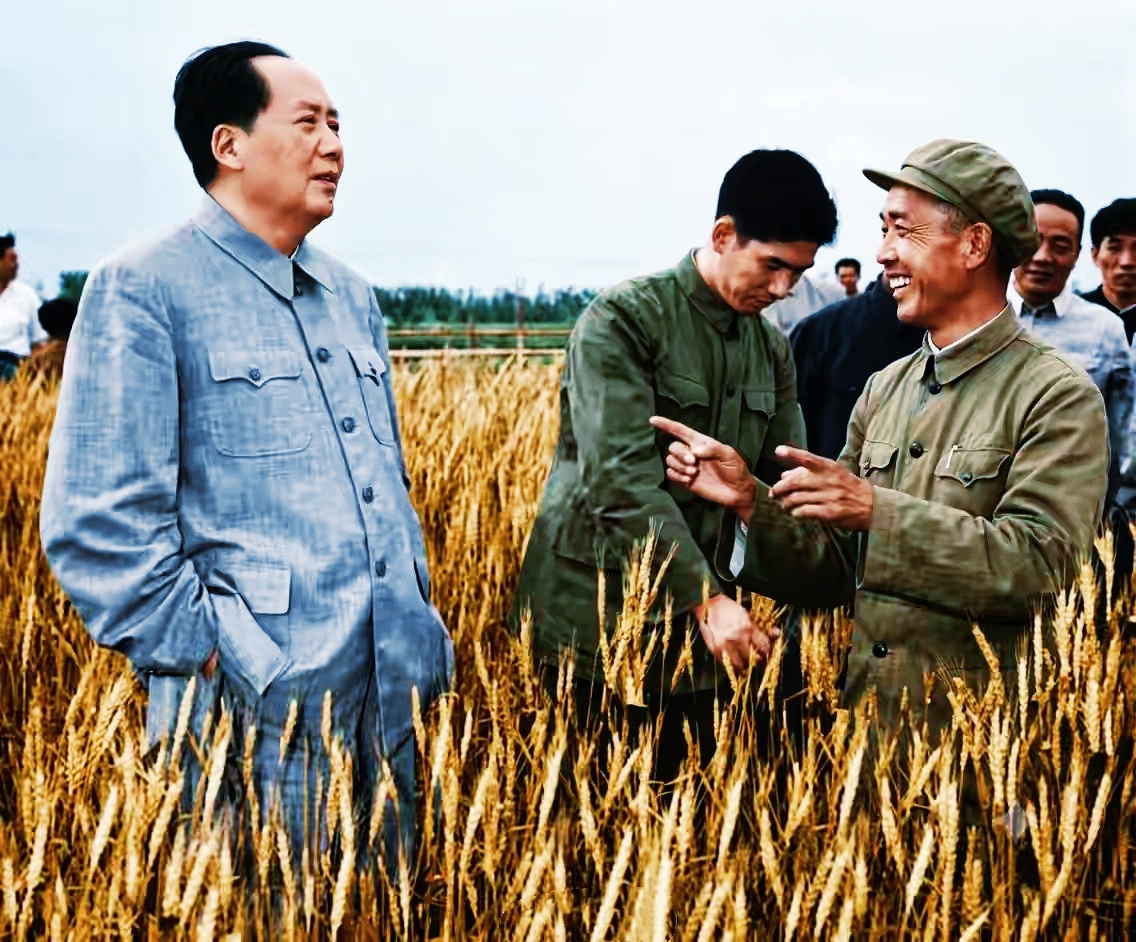 一张弥足珍贵的历史老照片。1960年5月11日，毛主席走进河南郑州燕庄的麦田里，