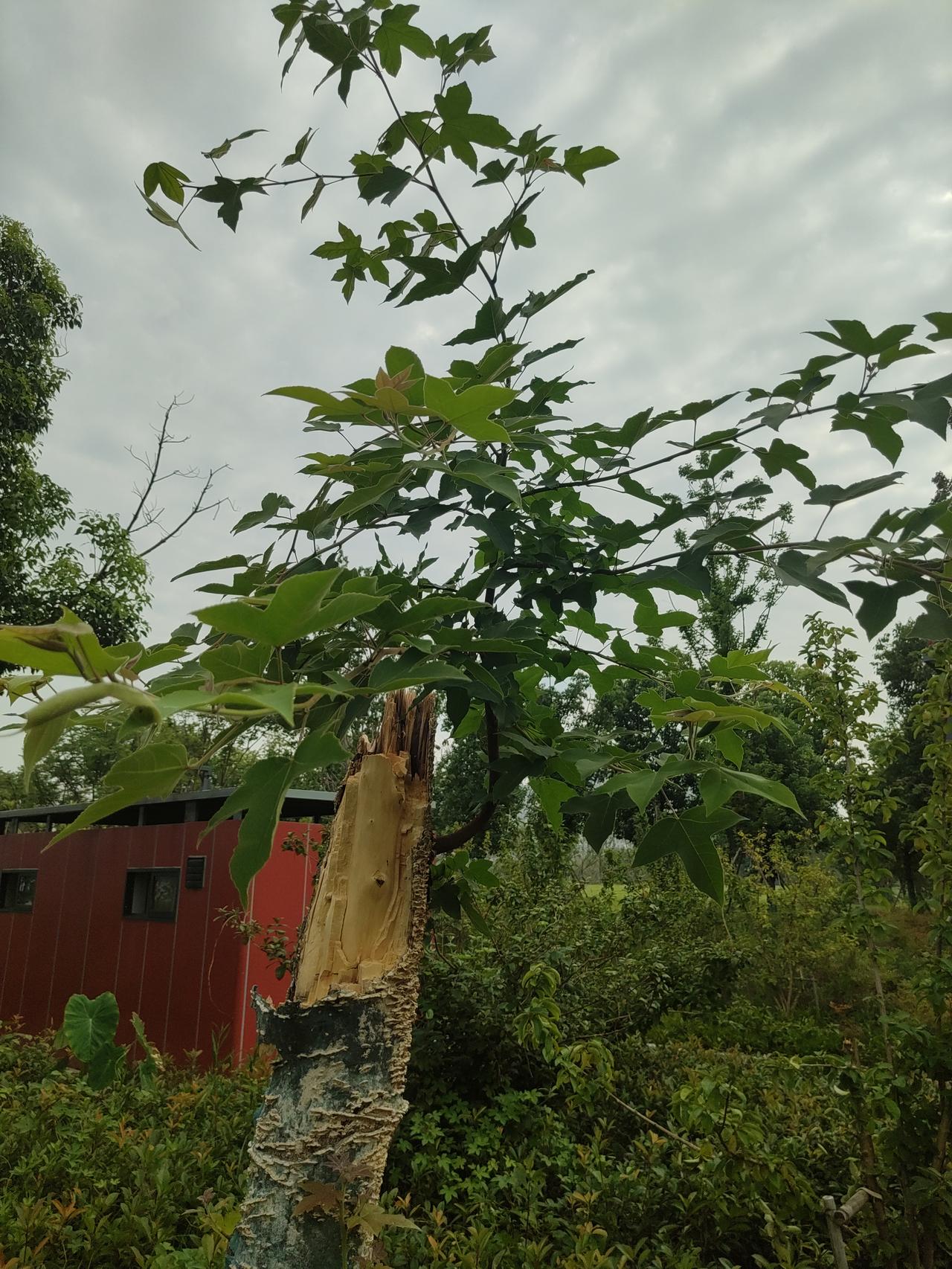 劫后余生（散文诗）

狂风；暴雨；雷劈。
狂风卷着雷暴雨倾斜着往下砸，仿佛要把一