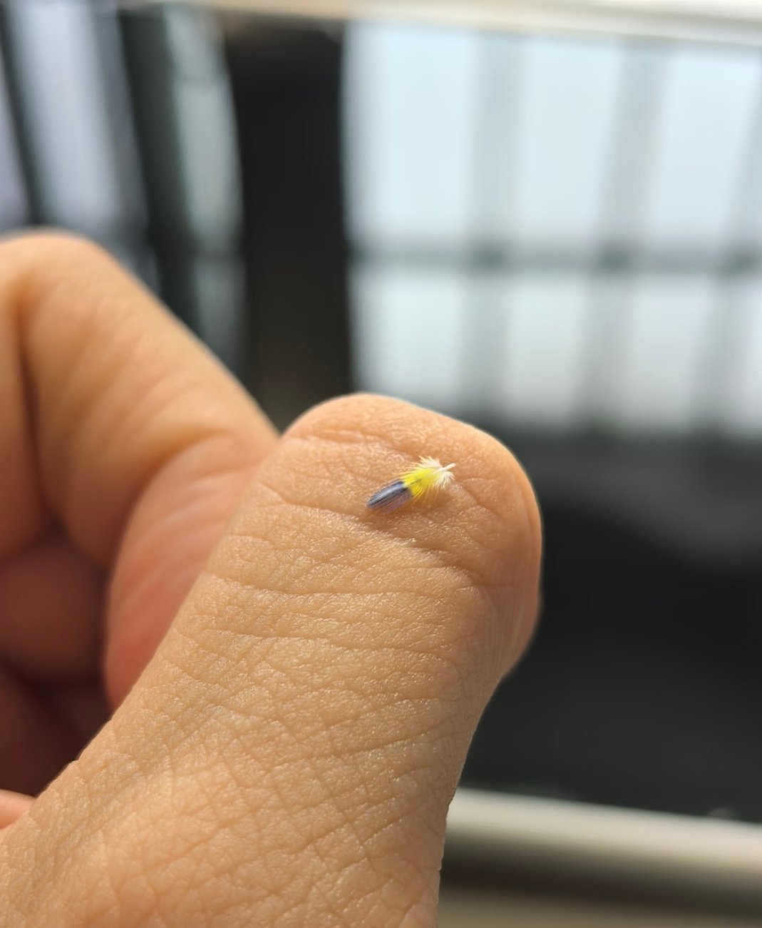 有没有养鸟人来懂一下养了一年多的宝宝，第一次捡到小腮蓝 ​​​