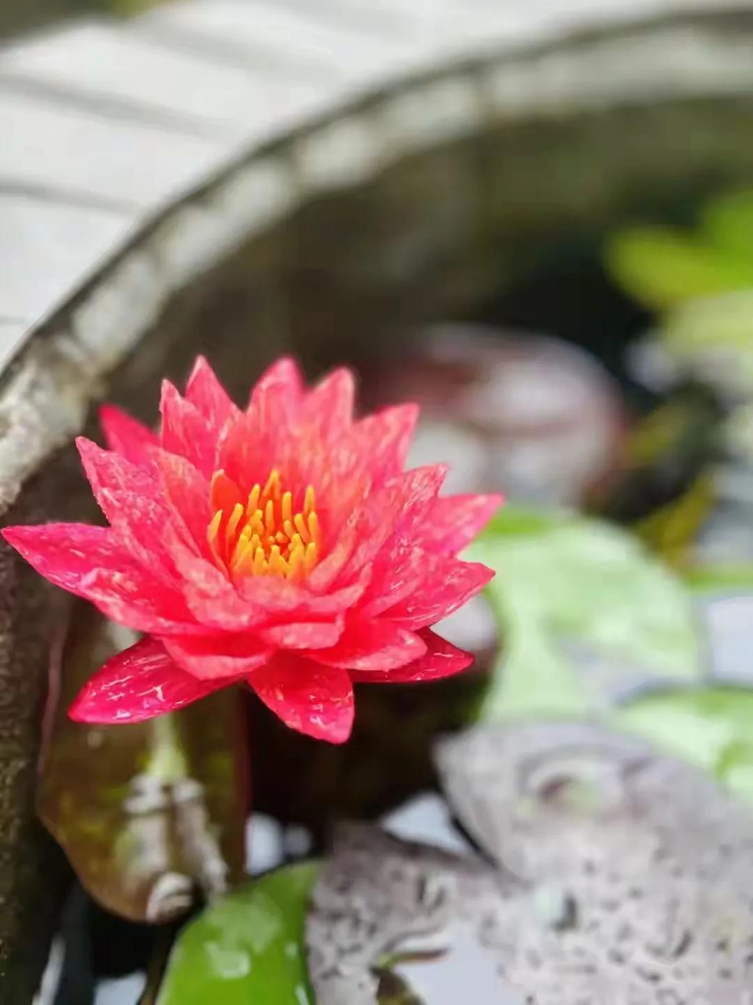 #上联：风吹麦浪见初夏，诚邀下联#下联：雨打荷残闻深秋
