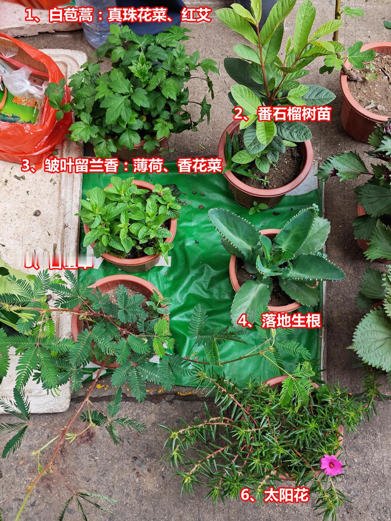 有趣盆栽组合：真珠花菜、含羞草、太阳花
1、白苞蒿：真珠花菜、红艾
2、番石榴树